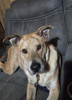 Cattle Dog and Dutch Shepherd Dogs Available for Adoption - Alice | PetCurious