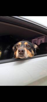 Blondie (Courtesy Post) -  Mixed Breed and Australian Kelpie Dog for Adoption - Blondie (Courtesy Post) | PetCurious