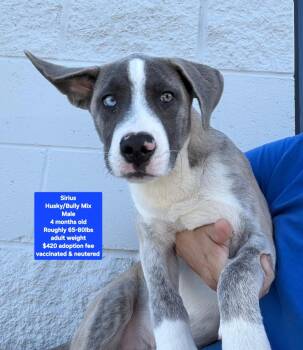 Sirius -  Husky and American Bully Dog for Adoption in Oviedo, Florida - Sirius | PetCurious