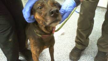 A1269384 -  Plott Hound Dog for Adoption in Charlotte, North Carolina - A1269384 | PetCurious