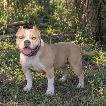Echo -  American Bully Dog for Adoption in Maryville, Tennessee - Echo | PetCurious