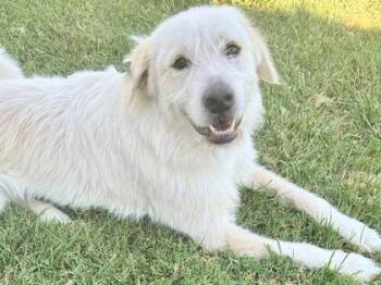 Flower -  Mixed Breed Dog for Adoption in Georgetown, Texas - Flower | PetCurious