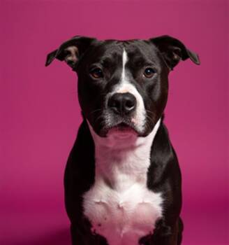 Mixed Breed Dogs Available for Adoption - GOOBLE | PetCurious