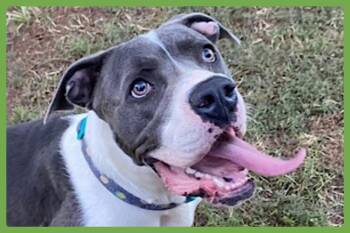 Rescue Mastiff and Labrador Retriever Dogs for Adoption in Amherst, Massachusetts - Huckleberry | PetCurious