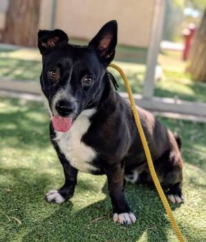26-52 -  Pit Bull Terrier Dog for Adoption in Ridgecrest, California - 26-52 | PetCurious