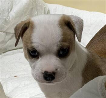 Rosemary - URGENT -  Pit Bull Terrier Dog for Adoption in Thousand Oaks, California - Rosemary - URGENT | PetCurious