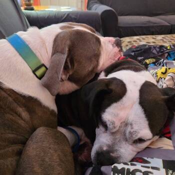 Rescue American Staffordshire Terrier Dogs for Adoption in Blacksburg, Virginia - Kimbo | PetCurious