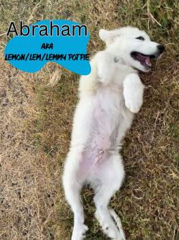 Abraham -  Great Pyrenees and Anatolian Shepherd Dog for Adoption in Pflugerville, Texas - Abraham | PetCurious