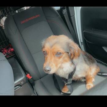 Missy -  Dachshund and Mixed Breed Dog for Adoption in Rockville, Maryland - Missy | PetCurious
