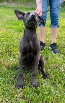 Mixed Breed Dogs Available for Adoption in Murray, Kentucky - McDreamy | PetCurious