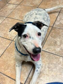 Mixed Breed Dogs Available for Adoption - Cadbury | PetCurious