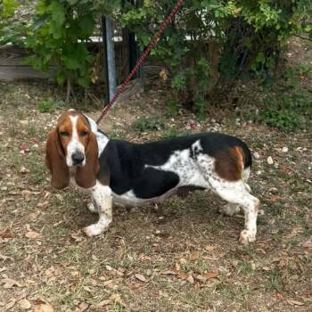 Basset Hound Dogs Available for Adoption in Williston, Vermont - Nellie | PetCurious