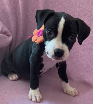 Blossom -  Terrier Dog for Adoption in Newport, Kentucky - Blossom | PetCurious