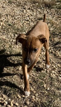 Rescue Retriever Dogs for Adoption in Holbrook, New York - WILLIE | PetCurious
