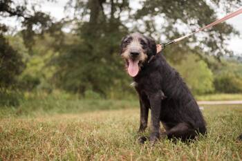 Rescue Wirehaired Terrier and Mixed Breed Dogs for Adoption in Gradyville, Kentucky - Lavender | PetCurious