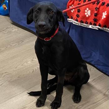 Mixed Breed Dogs Available for Adoption - Lola | PetCurious