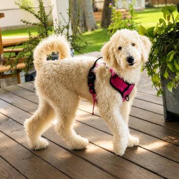 Goldendoodle Dogs Available for Adoption in Humble, Texas - Kiki | PetCurious