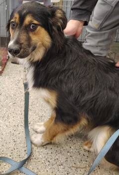 Archie -  Australian Shepherd Dog Available for Adoption in Saint Clairsville, Ohio - Archie | PetCurious
