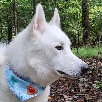 Rescue Husky Dogs for Adoption in Greensboro, North Carolina - Nikko | PetCurious