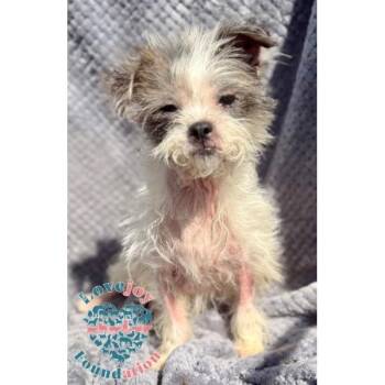 Shih Poo Dogs Available for Adoption in Inglewood, California - Chloe COH | PetCurious