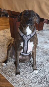 Rescue Rhodesian Ridgeback Dogs for Adoption in Fruit Heights, Utah - Astilla | PetCurious