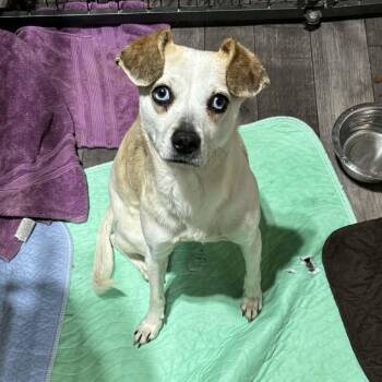 Jack Russell Terrier and Chihuahua Dogs Available for Adoption in Cleveland, Tennessee - Mary Ann | PetCurious