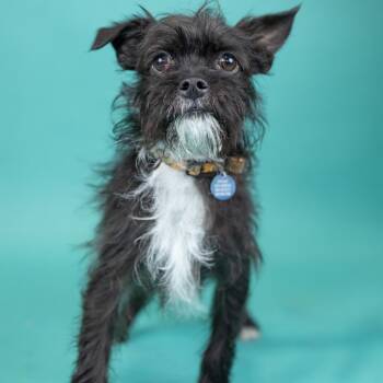 Howie -  Terrier Dog for Adoption in Portland, Oregon - Howie | PetCurious