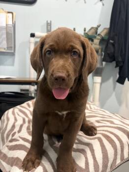 Brutus/Brownie -  Labrador Retriever and Hound Dog for Adoption in Lawrenceburg, Tennessee - Brutus/Brownie | PetCurious