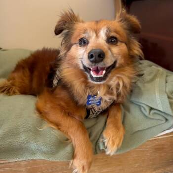 Frank N Furter 14616 -  Chihuahua Dog for Adoption in San Francisco, California - Frank N Furter 14616 | PetCurious