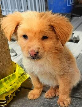 Chihuahua Dogs Available for Adoption in Harlingen, Texas - Patrick | PetCurious