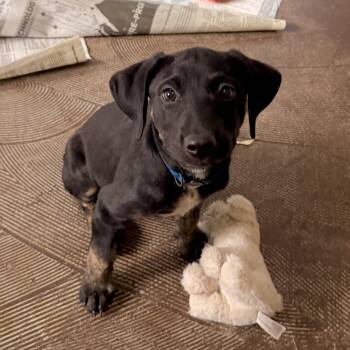 Eli RR -  Mixed Breed Dog for Adoption in South Portland, Maine - Eli RR | PetCurious