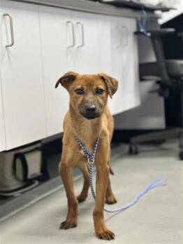 Lokey -  Mixed Breed Dog for Adoption in West Chester, Pennsylvania - Lokey | PetCurious