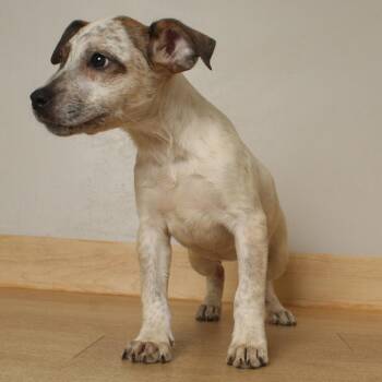 Natty D70236 -  Australian Cattle Dog Blue Heeler and Terrier Dog for Adoption in Minnetonka, Minnesota - Natty D70236 | PetCurious