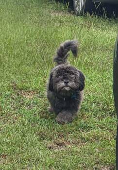 Cannoli -  Shih Tzu Dog for Adoption in Wayne, New Jersey - Cannoli | PetCurious