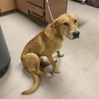 Rescue German Shepherd Dog and Labrador Retriever Dogs for Adoption in Modesto, California - A603412 | PetCurious