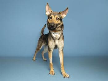 MOLLY -  German Shepherd Dog Dog for Adoption in Phoenix, Arizona - MOLLY | PetCurious