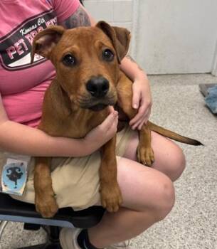 Tamale -  Mixed Breed Dog for Adoption in Kansas City, Missouri - Tamale | PetCurious