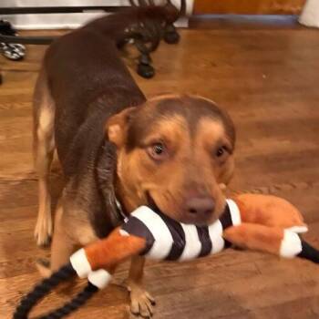 Labrador Retriever and Mixed Breed Dogs Available for Adoption - CANELO | PetCurious