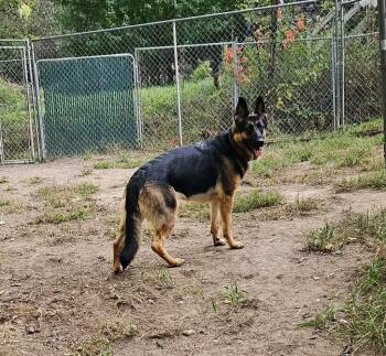 Roxy-I26048 -  German Shepherd Dog Dog for Adoption in Anoka, Minnesota - Roxy-I26048 | PetCurious