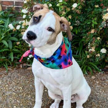 GINNY - SWEET GIRL - SEE VIDEO -  Pointer and Labrador Retriever Dog for Adoption - GINNY - SWEET GIRL - SEE VIDEO | PetCurious
