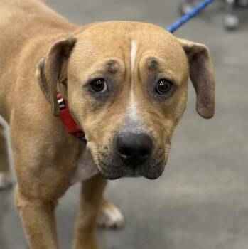 Pit Bull Terrier Dogs Available for Adoption - LEROY | PetCurious