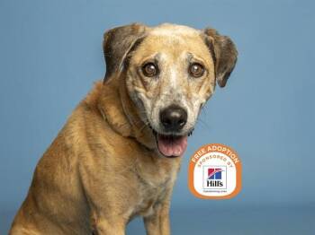 MAE -  German Shepherd Dog and Mixed Breed Dog for Adoption in Phoenix, Arizona - MAE | PetCurious