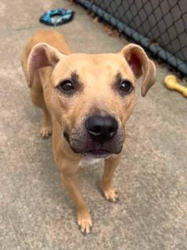 Poppyseed -  Pit Bull Terrier Dog for Adoption in Chicago, Illinois - Poppyseed | PetCurious