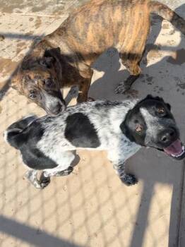 Cody -  Mixed Breed Dog for Adoption in Hobbs, New Mexico - Cody | PetCurious