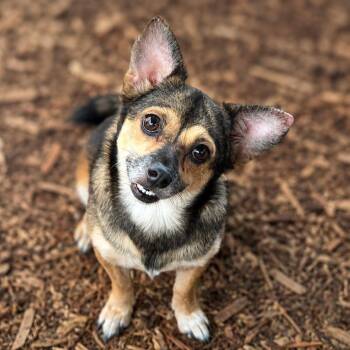 Rain -  Corgi and Chihuahua Dog for Adoption in Boerne, Texas - Rain | PetCurious