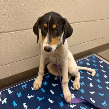 Dani -  Bluetick Coonhound and Mixed Breed Dog for Adoption in Council Bluffs, Iowa - Dani | PetCurious