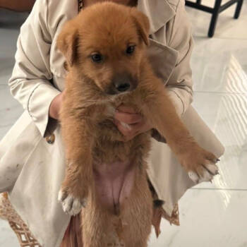 Rescue Shepherd Dogs for Adoption in Boerne, Texas - Mavy | PetCurious