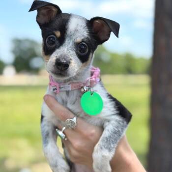 Chihuahua and Australian Cattle Dog Blue Heeler Dogs Available for Adoption in New Orleans, Louisiana - Hermione (Benefactor Puppy) | PetCurious