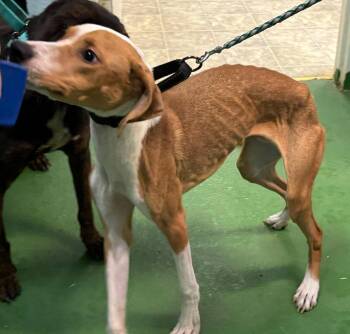 Pit Bull Terrier Dogs Available for Adoption - Kewpie -  At Shelter | PetCurious