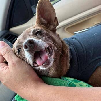 Jenny -  Chihuahua and Mixed Breed Dog for Adoption in Corpus Christi, Texas - Jenny | PetCurious